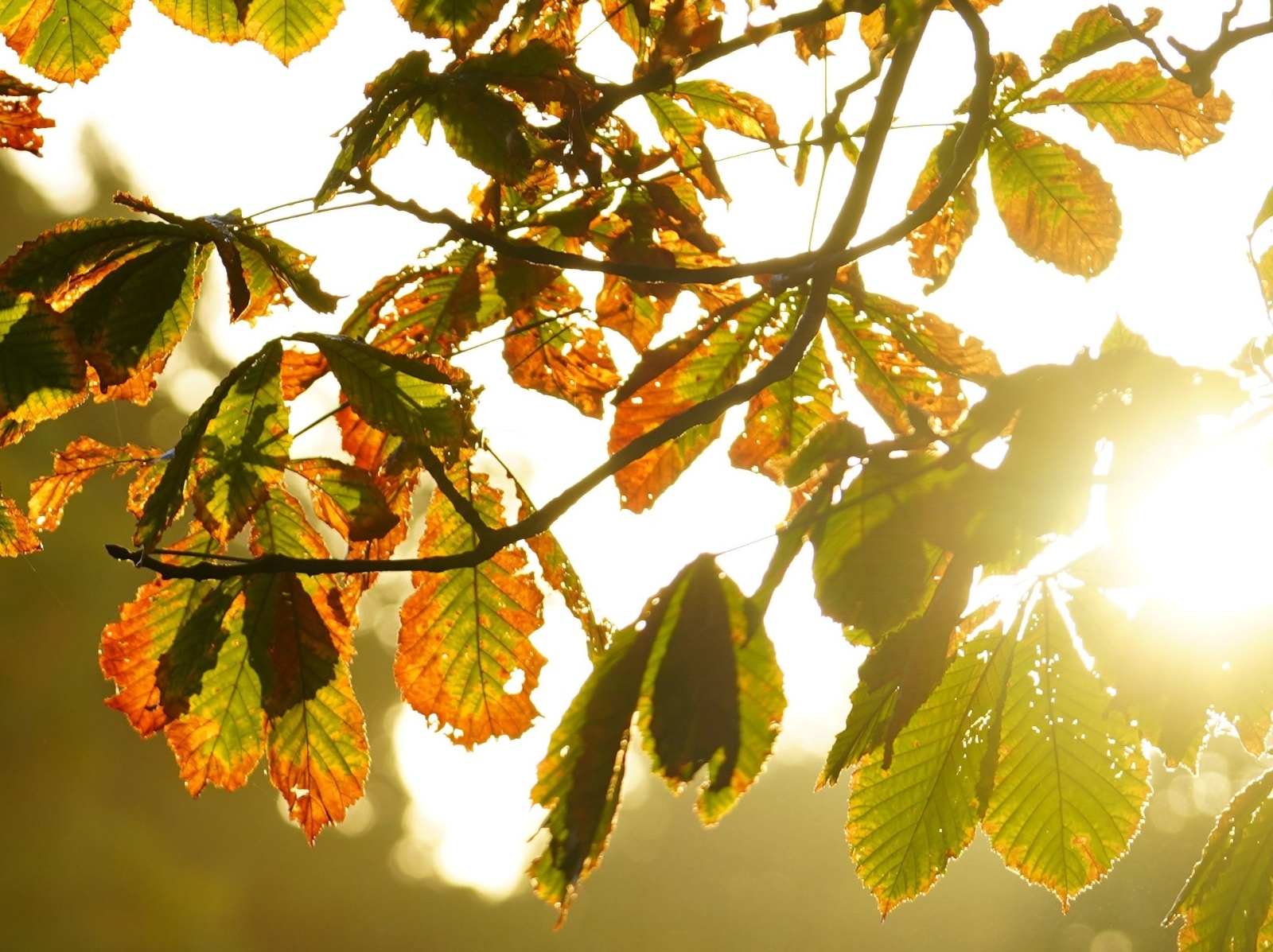 Herbst